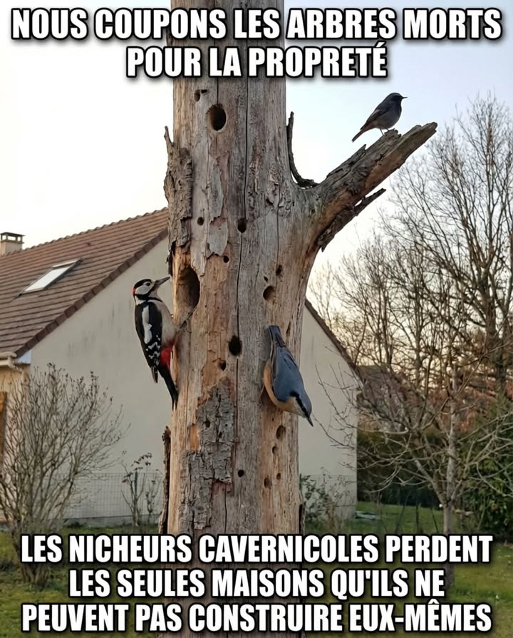 Les arbres morts ne sont pas des échecs  ce sont des écosystèmes complets en devenir.

Ce qui nous semble terminé devient abri, nourriture et couvert sûr pour la faune.

 Les chicots debout abritent souvent plus de vie que les arbres vivants
 Les pics creusent des cavités que dautres oiseaux réutilisent ensuite
 Mésanges, rougequeues, sittelles et chevêches nichent à lintérieur
 Les chauves-souris se perchent sous lécorce détachée
 Les larves de coléoptères xylophages nourrissent des dizaines doiseaux insectivores
 Les champignons du bois en décomposition nourrissent écureuils et mulots
 Un seul chicot peut soutenir la faune pendant plus de 20 ans pendant sa décomposition
 Laisser des chicots dans les zones à faible risque crée un habitat irremplaçable

Nous coupons les arbres morts pour la propreté. Les nicheurs cavernicoles perdent les seules maisons quils ne peuvent pas construire eux-mêmes.