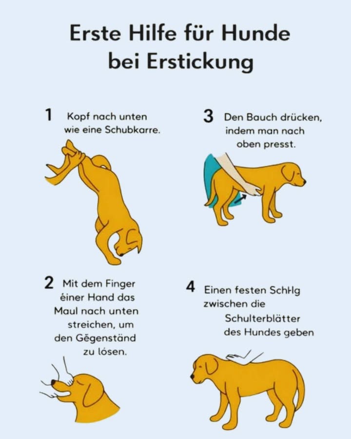 Erste Hilfe für Hunde bei Erstickung 

Ein Hund, der sich verschluckt, ist ein akuter Notfall.
In solchen Momenten zählt jede Sekunde  ruhig bleiben und richtig handeln kann Leben retten.

 Was du tun kannst, wenn dein Hund erstickt:

1 Kopf nach unten halten
Halte den Hund so, dass der Kopf tiefer ist als der Körper ähnlich wie eine Schubkarre.
So kann der Fremdkörper durch die Schwerkraft herausfallen.

2 Maul vorsichtig kontrollieren
Öffne das Maul und versuche nur wenn sichtbar, den Gegenstand vorsichtig mit dem Finger zu lösen.
 Niemals blind hineingreifen  Verletzungsgefahr!

3 Bauchdruck Heimlich-ähnlich für Hunde
Bei größeren Hunden: Von hinten unter den Brustkorb greifen und nach oben drücken, um Druck aufzubauen.
Bei kleinen Hunden: Sehr vorsichtig ausführen.

4 Fester Schlag zwischen die Schulterblätter
Ein gezielter, fester Schlag kann helfen, den Fremdkörper zu lösen.

 WICHTIG:
 Wenn der Gegenstand nicht herauskommt  sofort zum Tierarzt!
 Nach einem Erstickungsanfall sollte der Hund immer tierärztlich untersucht werden.
 Diese Maßnahmen ersetzen keine professionelle Behandlung.

 Jeder Hundehalter sollte diese Schritte kennen  man hofft, sie nie zu brauchen, aber Wissen kann Leben retten.